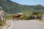 32. Montenegro, onderweg Tsra-Zabljak, Durmitor NP.jpg